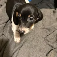 Black/cream piebald shorthair, a male Miniature Dachshund for sale in Highland Home, AL – Photo 6 of 7