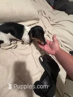 Black/cream piebald shorthair – Miniature Dachshund puppy for sale in Highland Home, AL