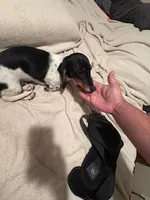 Black/cream piebald shorthair, a male Miniature Dachshund for sale in Highland Home, AL – 1 of 10