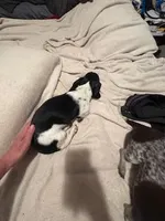 Black/cream piebald shorthair, a male Miniature Dachshund for sale in Highland Home, AL – 10 of 10