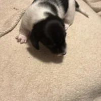 Black/cream piebald shorthair, a male Miniature Dachshund for sale in Highland Home, AL – Photo 2 of 7