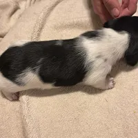 Black/cream piebald shorthair, a male Miniature Dachshund for sale in Highland Home, AL – Photo 3 of 7