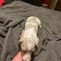 Isabella/cream dapple piebald, a male Miniature Dachshund for sale in Highland Home, AL – Photo 6 of 6
