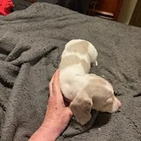 Isabella/cream dapple piebald, a male Miniature Dachshund for sale in Highland Home, AL – Photo 5 of 6
