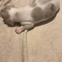 Isabella/cream dapple piebald, a male Miniature Dachshund for sale in Highland Home, AL – Photo 3 of 6