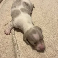 Isabella/cream dapple piebald, a male Miniature Dachshund for sale in Highland Home, AL – Photo 2 of 6