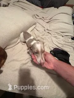 Isabella/cream dapple piebald – Miniature Dachshund puppy for sale in Highland Home, AL