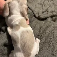 Isabella/cream dapple piebald, a male Miniature Dachshund for sale in Highland Home, AL – Photo 4 of 6