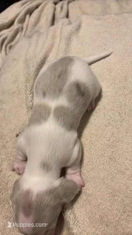 Isabella/cream dapple piebald