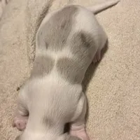 Isabella/cream dapple piebald, a male Miniature Dachshund for sale in Highland Home, AL – Photo 1 of 6