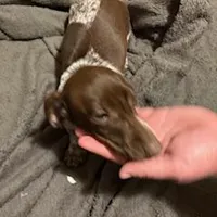 Choc/tan piebald, a male Miniature Dachshund for sale in Highland Home, AL – Photo 6 of 8