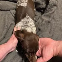 Choc/tan piebald, a male Miniature Dachshund for sale in Highland Home, AL – Photo 7 of 8