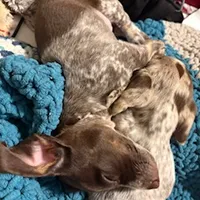 Choc/tan piebald, a male Miniature Dachshund for sale in Highland Home, AL – Photo 3 of 8