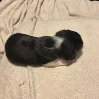 Black/Cream pie shorthair, a male Miniature Dachshund for sale in Highland Home, AL – Photo 2 of 5