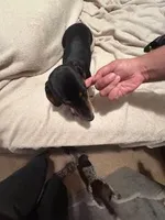 Black/Cream pie shorthair, a male Miniature Dachshund for sale in Highland Home, AL – 2 of 8
