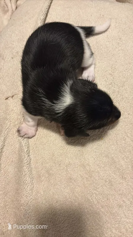 Black/Cream pie shorthair