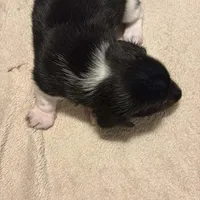 Black/Cream pie shorthair, a male Miniature Dachshund for sale in Highland Home, AL – Photo 1 of 5