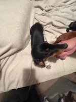 Black/Cream pie shorthair, a male Miniature Dachshund for sale in Highland Home, AL – 1 of 8