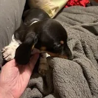 Black/Cream pie shorthair, a male Miniature Dachshund for sale in Highland Home, AL – Photo 5 of 5