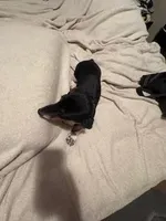 Black/Cream pie shorthair, a male Miniature Dachshund for sale in Highland Home, AL – 8 of 8