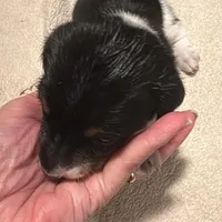 Black/Cream pie shorthair, a male Miniature Dachshund for sale in Highland Home, AL – Photo 3 of 5