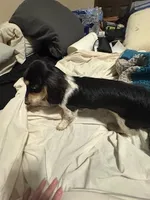 Black/cream piebald, a male Miniature Dachshund for sale in Highland Home, AL – Photo 3 of 4