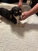 Black/cream piebald, a male Miniature Dachshund for sale in Highland Home, AL – Photo 2 of 4