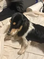 Black/cream piebald, a male Miniature Dachshund for sale in Highland Home, AL – Photo 4 of 4