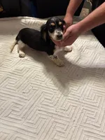 Black/cream piebald, a male Miniature Dachshund for sale in Highland Home, AL – Photo 1 of 4