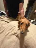 Red boy, a male Miniature Dachshund for sale in Highland Home, AL – Photo 2 of 3