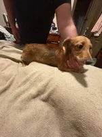 Red boy, a male Miniature Dachshund for sale in Highland Home, AL – Photo 3 of 3