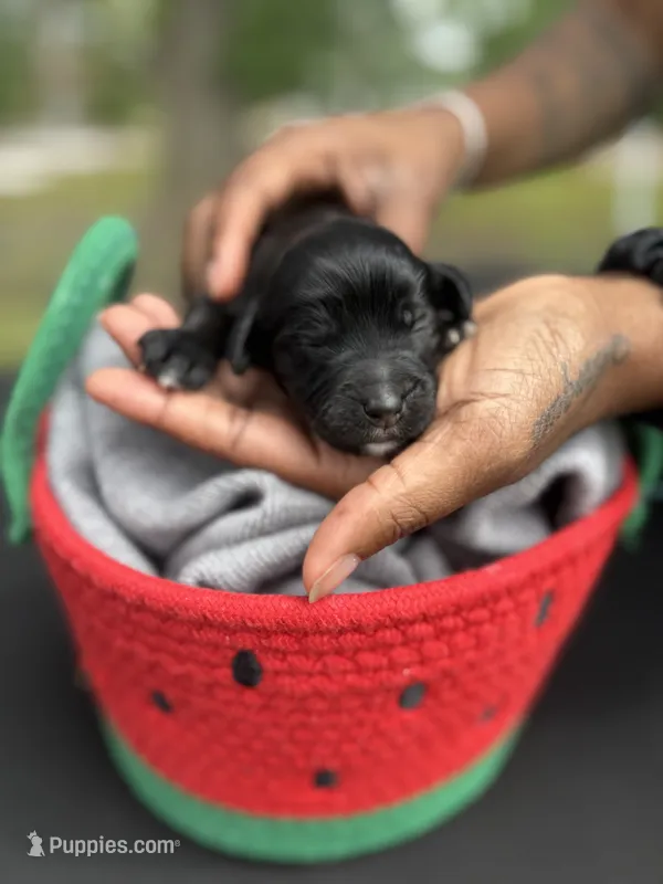 Luna – Goldendoodle puppy for sale in Atlanta, GA