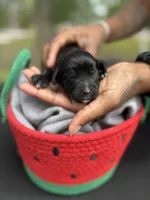 Luna, a female Goldendoodle for sale in Atlanta, GA – 1 of 3