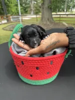 Bruna , a female Golden Mountain Doodle for sale in Atlanta, GA – 2 of 3
