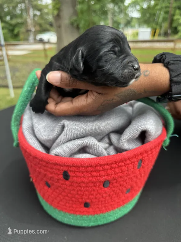Bruna  – Golden Mountain Doodle puppy for sale in Atlanta, GA