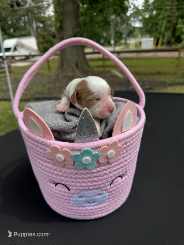Zoey – Golden Mountain Doodle puppy for sale in Atlanta, GA