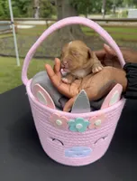 Mocha, a female Goldendoodle for sale in Atlanta, GA – 1 of 2