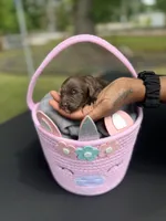 Chocolate, a female Golden Mountain Doodle for sale in Atlanta, GA – 2 of 3