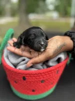 Luna, a female Goldendoodle for sale in Atlanta, GA – 3 of 3