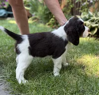 Hugo, a male English Springer Spaniel for sale in Minneapolis, MN – 8 of 9
