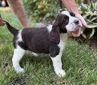 Annie, a female English Springer Spaniel for sale in Minneapolis, MN – 7 of 10
