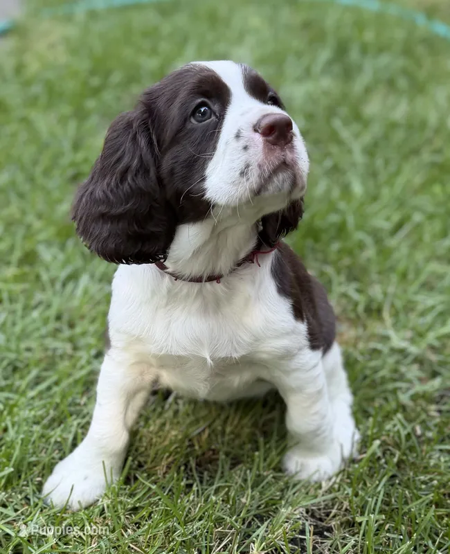 Annie – English Springer Spaniel puppy for sale in Minneapolis, MN