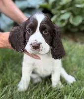 Tilly, a female English Springer Spaniel for sale in Minneapolis, MN – 9 of 9