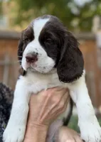 Annie, a female English Springer Spaniel for sale in Minneapolis, MN – 9 of 10
