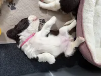 Angel. , a female English Springer Spaniel for sale in Minneapolis, MN – 6 of 8