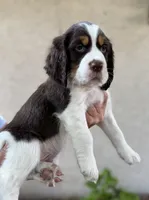 Hugo, a male English Springer Spaniel for sale in Minneapolis, MN – 1 of 9