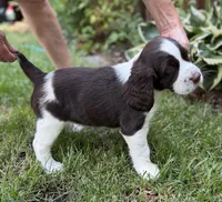 Annie, a female English Springer Spaniel for sale in Minneapolis, MN – 5 of 10