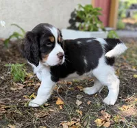 Hugo, a male English Springer Spaniel for sale in Minneapolis, MN – 3 of 9