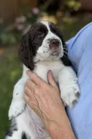 Angel. , a female English Springer Spaniel for sale in Minneapolis, MN – 1 of 8