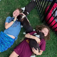 Angel. , a female English Springer Spaniel for sale in Minneapolis, MN – 7 of 8